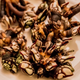 Goose Barnacles